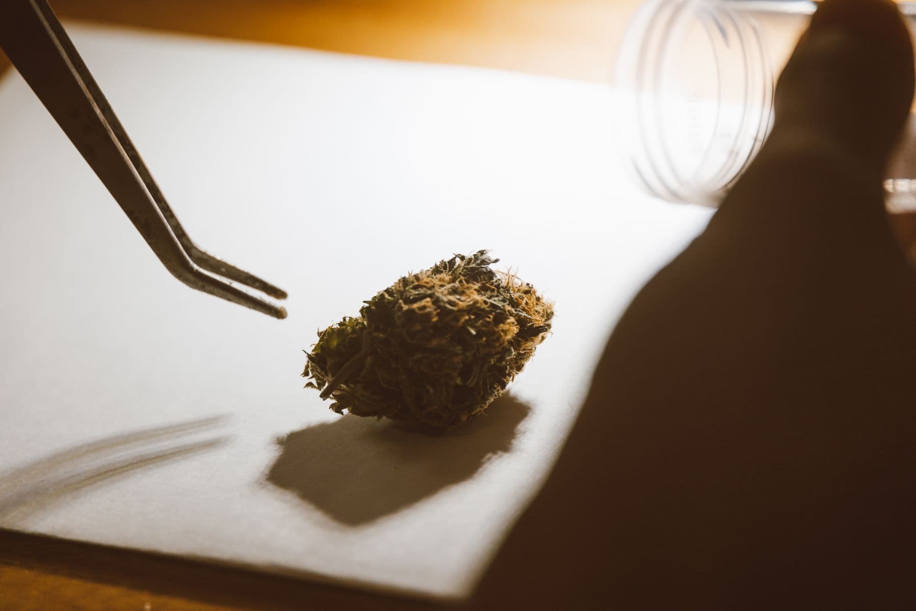 Cannabisblüte wird mit einer Pinzette auf Papier geprüft